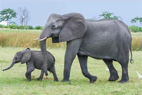 what are elephants similar to